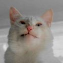 timmy the cat