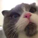 catmeme