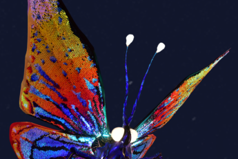 Resized Image