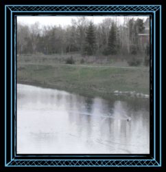 Duck makes wake