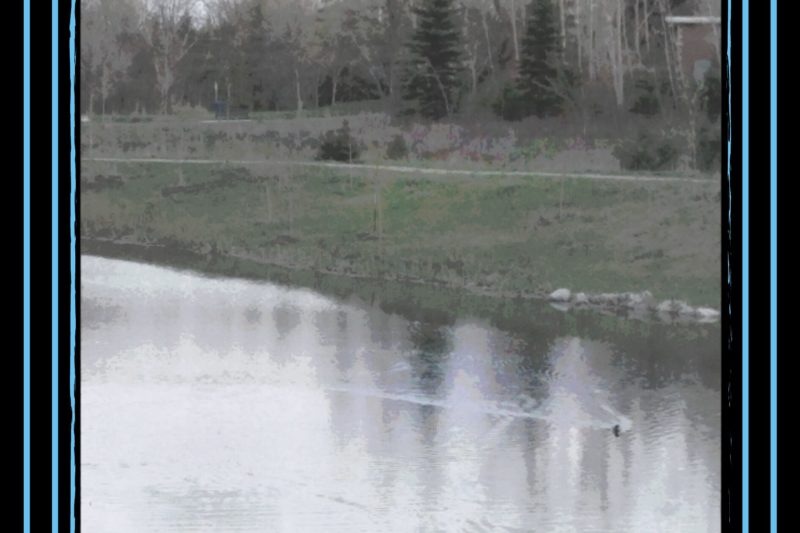 Duck makes wake
